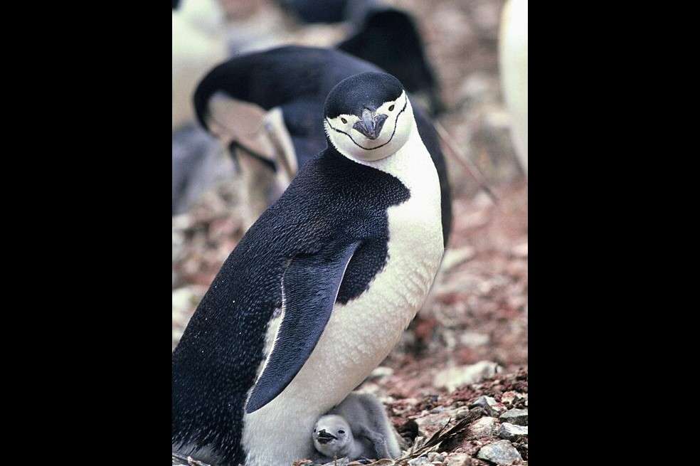 La última vez que se midió la población de pingüinos barbijo en esta isla fue en 2011.