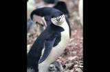 La población de la colonia de pingüinos más grande del mundo disminuyó un 63 % desde 2011