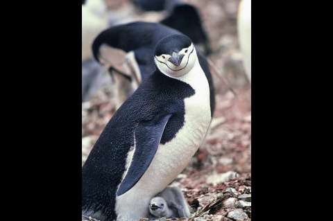 La población de la colonia de pingüinos más grande del mundo disminuyó un 63 % desde 2011