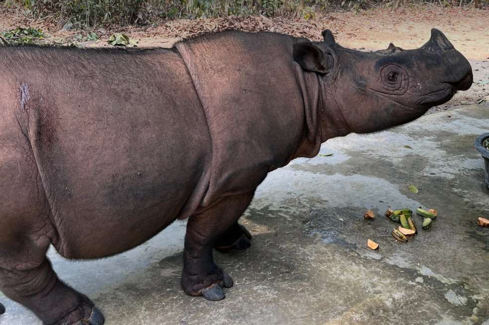 Ratu, una de las rinocerontes de Sumatra embarazadas.
