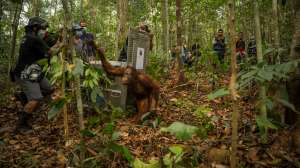 En video: liberan a ocho orangutanes rescatados de incendios forestales en Borneo