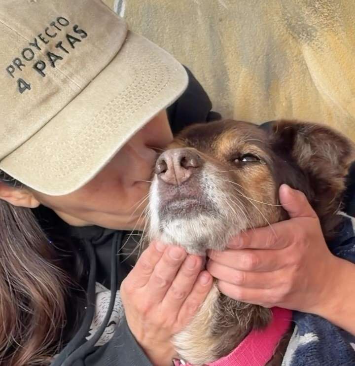Magenta busca hogar tras perder a la familia que la cuidó durante 11 años