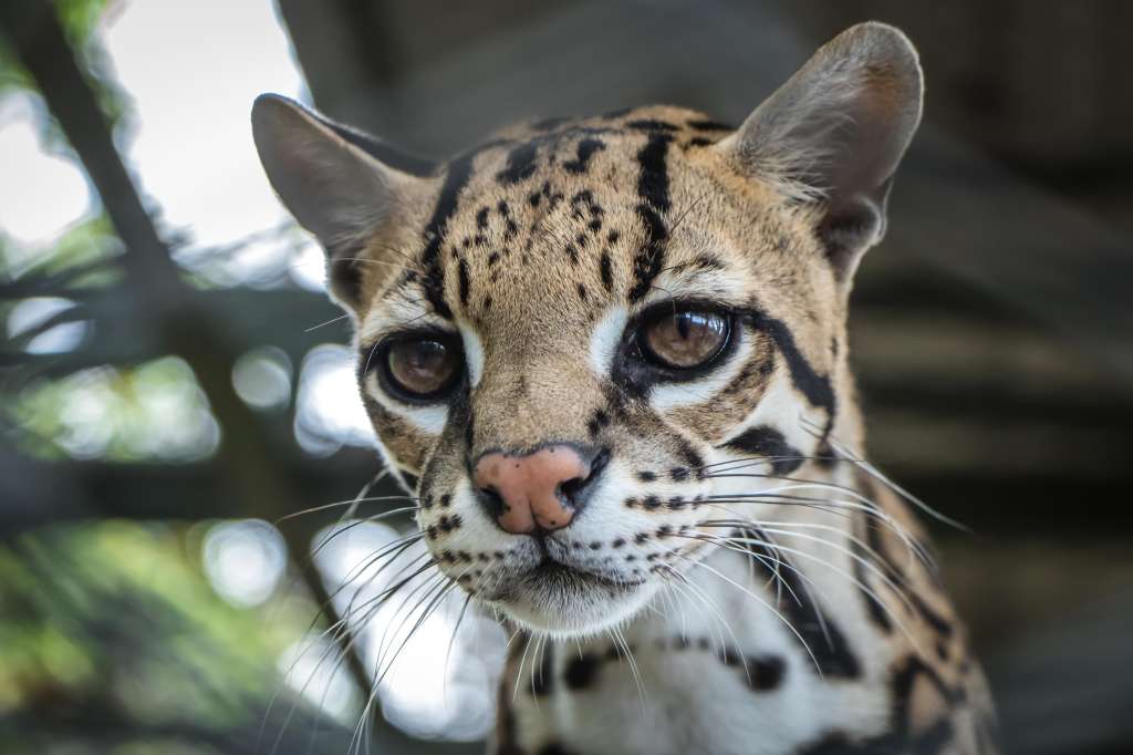 Las CAR han atendido más de un millón de animales silvestres.
