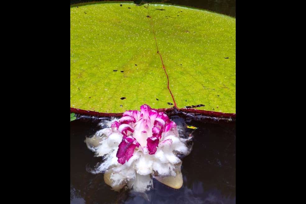Este es un ejemplar de la Victoria colombiana, la nueva especie de planta para el país.