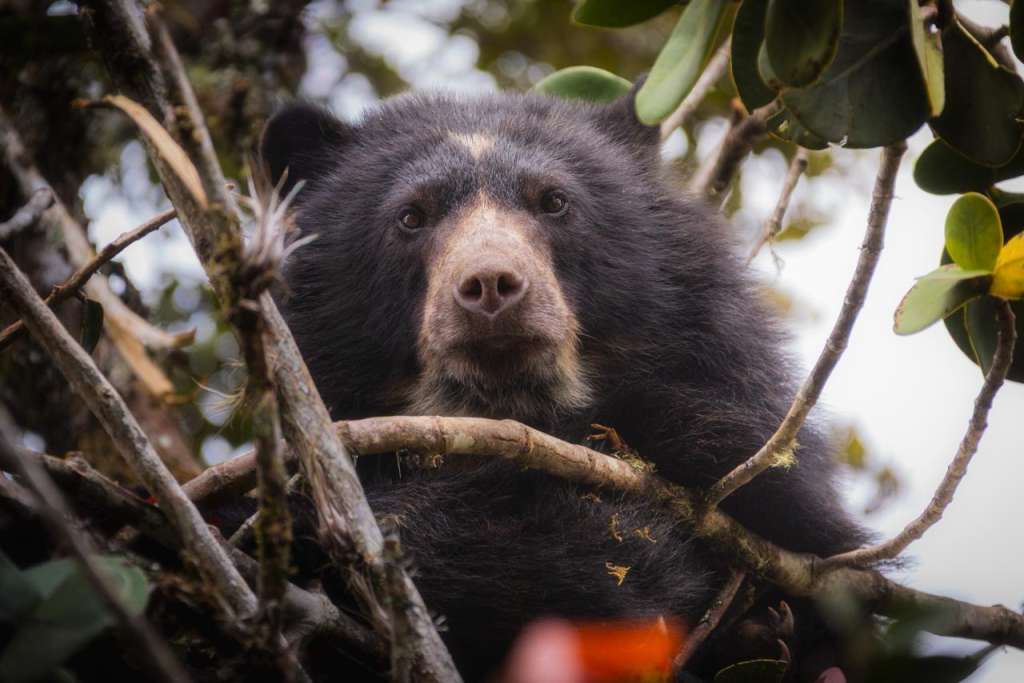 Oso andino