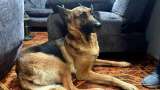 Hombre que abusó sexualmente de una perrita en Bogotá recibió condena: esto se sabe