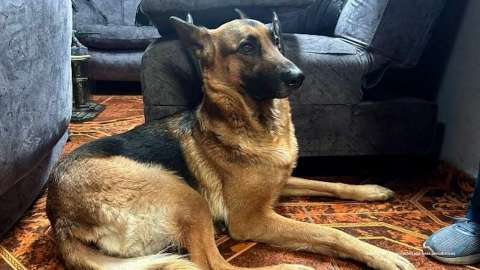 Hombre que abusó sexualmente de una perrita en Bogotá recibió condena: esto se sabe