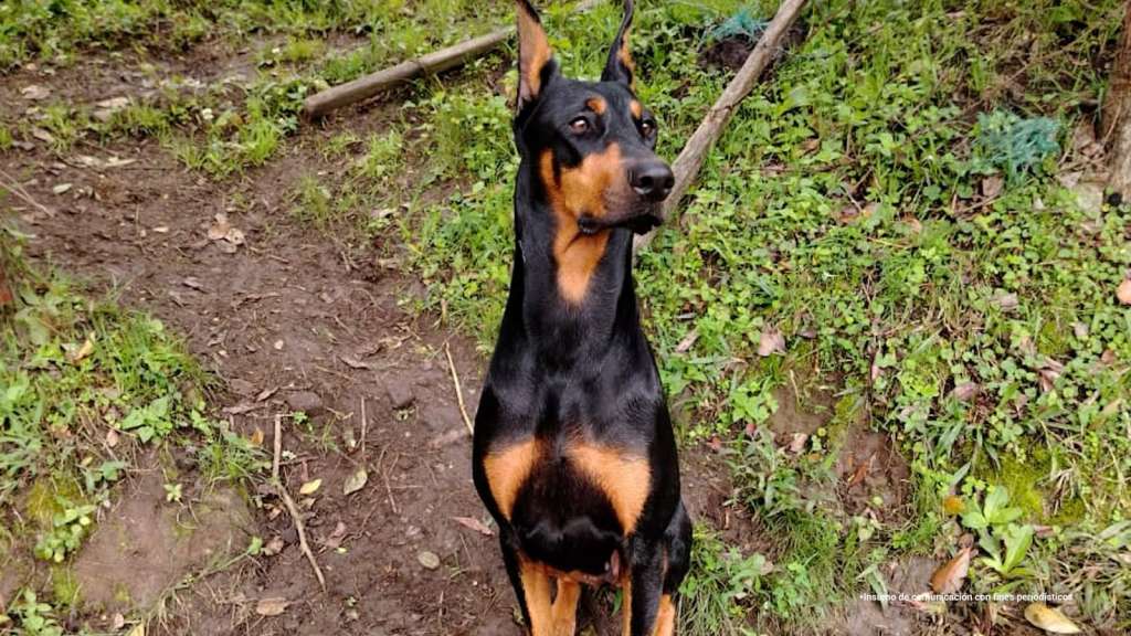 Hombre que abusó sexualmente de una perrita en Bogotá recibió condena: esto se sabe