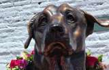 Max, el perro rescatado que vivió más de 15 años en una universidad y tiene un monumento 