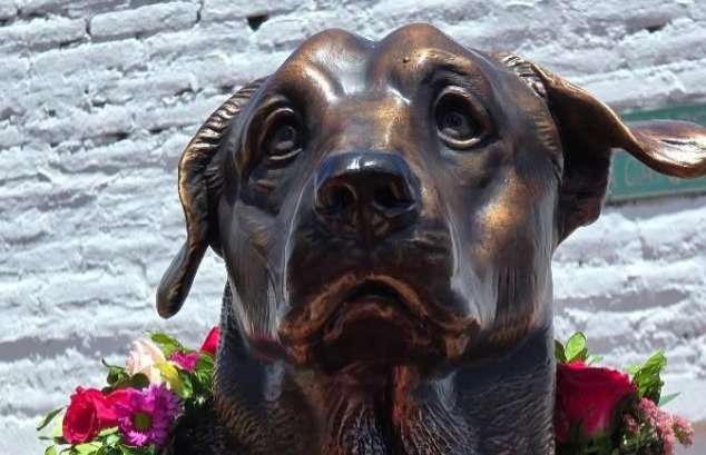 Max, el perro rescatado que vivió más de 15 años en una universidad y tiene un monumento 