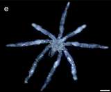 Científicos descubren nuevas especies de arañas de mar: una tiene ojos rojos y tres labios