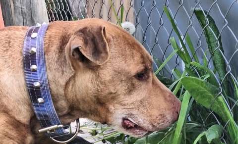 Jubilado dejó a su perrita en un refugio tras 11 años juntos: buscan reencontrarlos