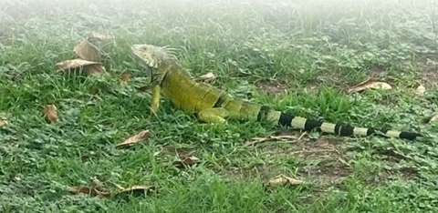 Denuncian maltrato animal en universidad de Puerto Colombia: esto respondió la institución
