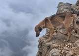 Rescatan a Cumbre y a sus cachorros de la cima de un volcán a más de 4.600 metros