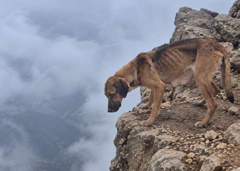 Rescatan a Cumbre y a sus cachorros de la cima de un volcán a más de 4.600 metros