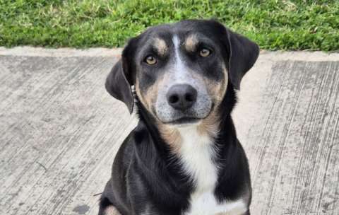 Benji murió antes de encontrar un hogar: vecinos hicieron una velatón para despedirlo