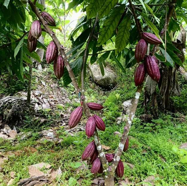 El cacao agroforestal es una de las alternativas productivas que la SOC busca fortalecer como parte de una estrategia compatible con la conservación del bosque.
