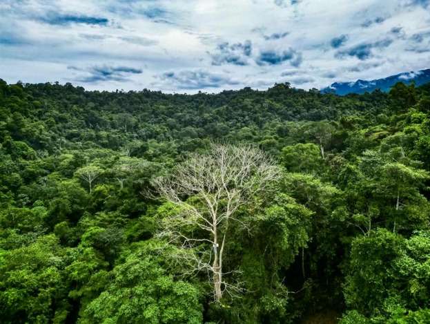 Bosque de la Reserva Natural La Cristalina, uno de los ecosistemas que se busca conectar y conservar en el Alto Sinú.