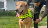 Despiden a Oro, perro antinarcóticos que se jubiló tras ocho años de servicio