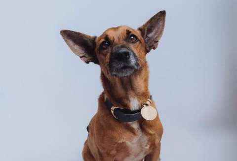 Perros rescatados de la Costa llegan a Bogotá para encontrar un hogar en Mi Perro Fest 2.0