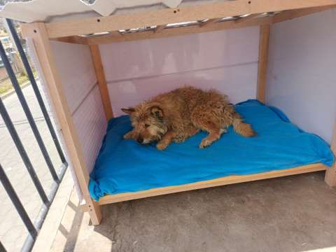 El arquitecto colombiano que construye casas para perros callejeros con material reciclado