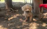 Buscan hogar para Lucca, perro que fue abandonado y permanece amarrado en Barranquilla