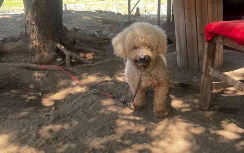 Buscan hogar para Lucca, perro que fue abandonado y permanece amarrado en Barranquilla