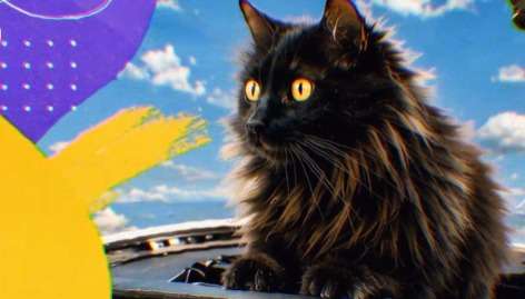 Bessie, la gata que apareció en un avión y terminó siendo adoptada por un piloto