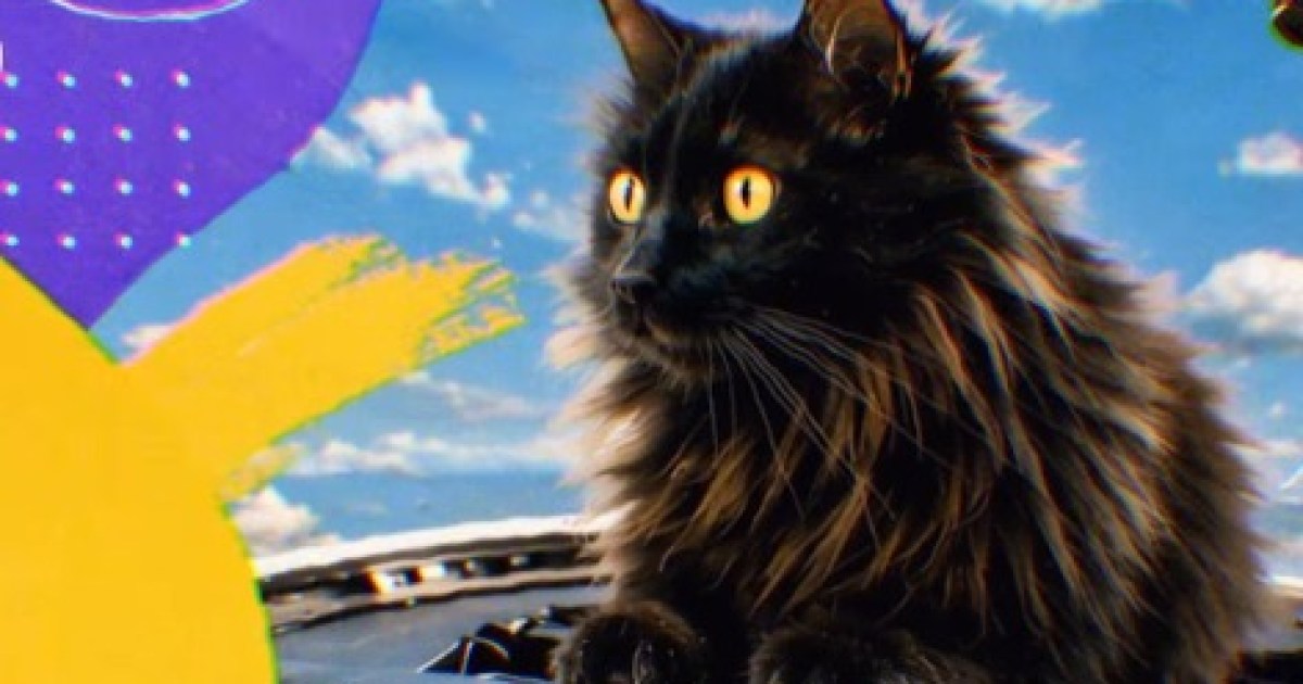 Bessie, la gata que apareció en un avión y terminó siendo adoptada por un piloto