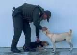 Asha y Nala llegaron a una estación de Policía huyendo de la lluvia y encontraron un hogar