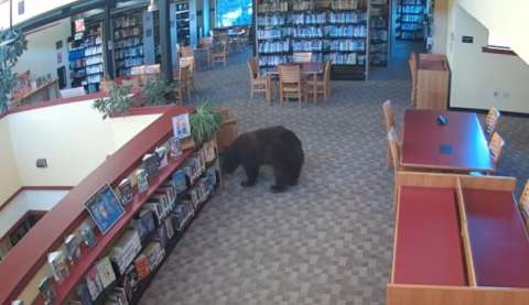 Oso ingresó a una biblioteca el día que Winnie the Pooh cumplió 100 años