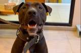 Lo llevaron a un spa para bañarlo y nunca volvieron por él: Bruno busca nuevo hogar