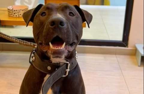 Lo llevaron a un spa para bañarlo y nunca volvieron por él: Bruno busca nuevo hogar