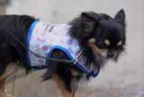 Ari, el perro que escapó de la guerra en Ucrania y ahora acompaña a niños hospitalizados