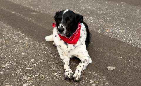 Estaciones de servicio se convierten en refugios para perros y gatos que viven en las calles