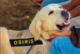 Osiris, la perrita que brinda apoyo emocional en un cementerio: ya acompañó 90 velorios