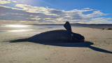 Siguen apareciendo ballenas muertas en la Patagonia argentina. Científicos investigan causas