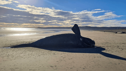 Siguen apareciendo ballenas muertas en la Patagonia argentina. Científicos investigan causas