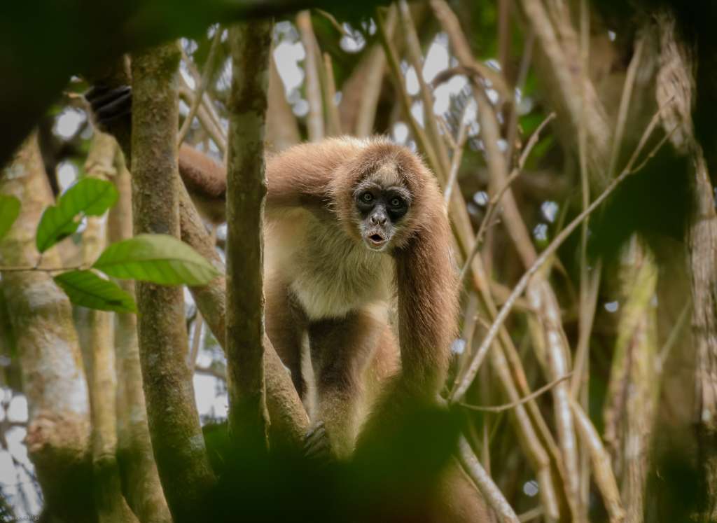 : El mono araña café (Ateles hybridus), en peligro crítico de extinción, es una de las especies amenazadas que habitan los bosques de la Reserva Natural El Silencio, en Yondó, Antioquia.