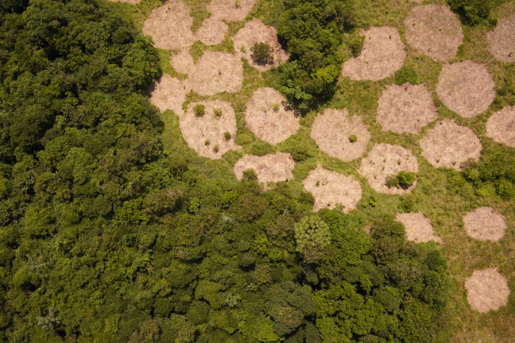 Vista aérea de una intervención de restauración en un antiguo potrero junto al bosque de la Reserva Natural El Silencio, en Yondó, Antioquia. En el borde de cada círculo se siembran árboles de rápido crecimiento; cuando estos generan sombra, se planta en el centro un árbol de crecimiento lento.