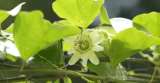 Passiflora muyscana: la rara planta "Batman" cerca de Bogotá