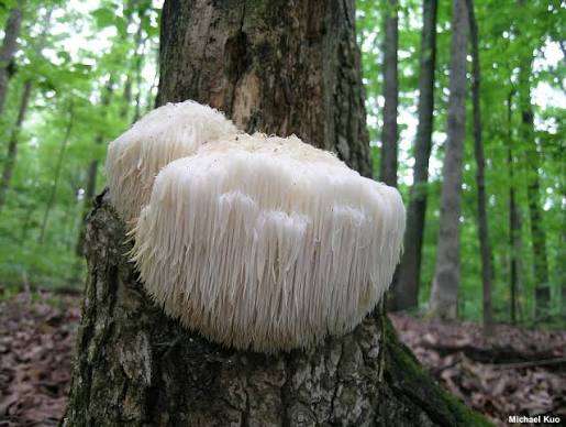 La melena de león (Hericium erinaceus), es un hongo comestible