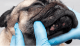 Lunares en perros: ¿cuándo preocuparse y cuándo acudir al veterinario?