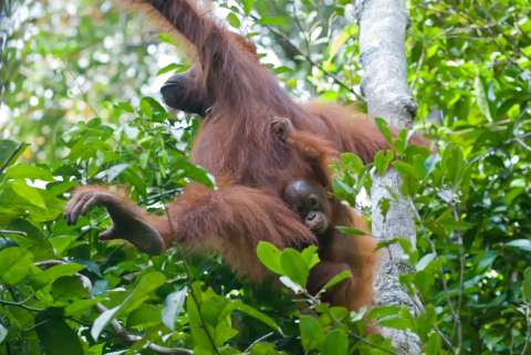 Las madres orangután también buscan amigos para que sus crías jueguen