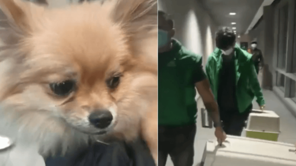 Perros abandonados en El Dorado: Distrito pedirá no devolverlos a sus dueños
