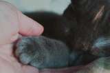 Buscan donaciones para atender a un gato herido en Santa Marta: necesita ayuda urgente
