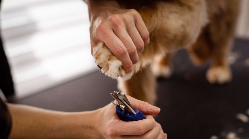¿Cómo cortarle las uñas a un perro? Paso a paso