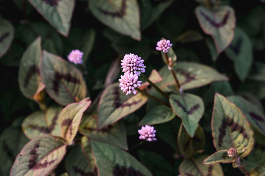 la nudosilla puede aprovechar pequeños espacios para extenderse y llenarlos de sus característicos botones rosados.