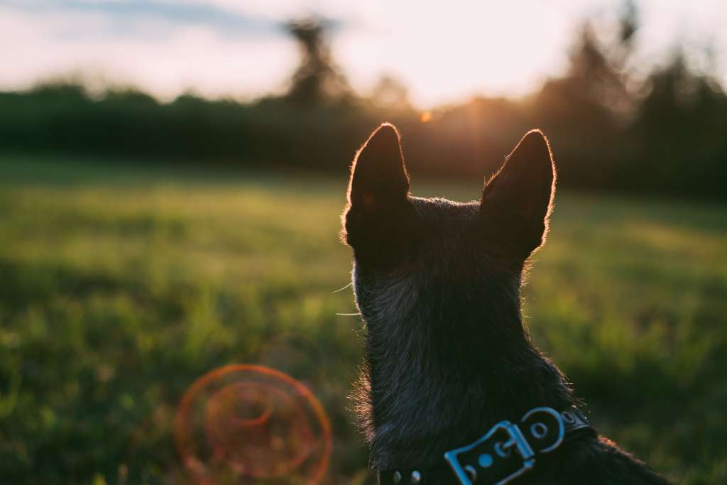 perro