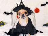 Disfraces para Halloween: ideas para hacer pareja con su mascota